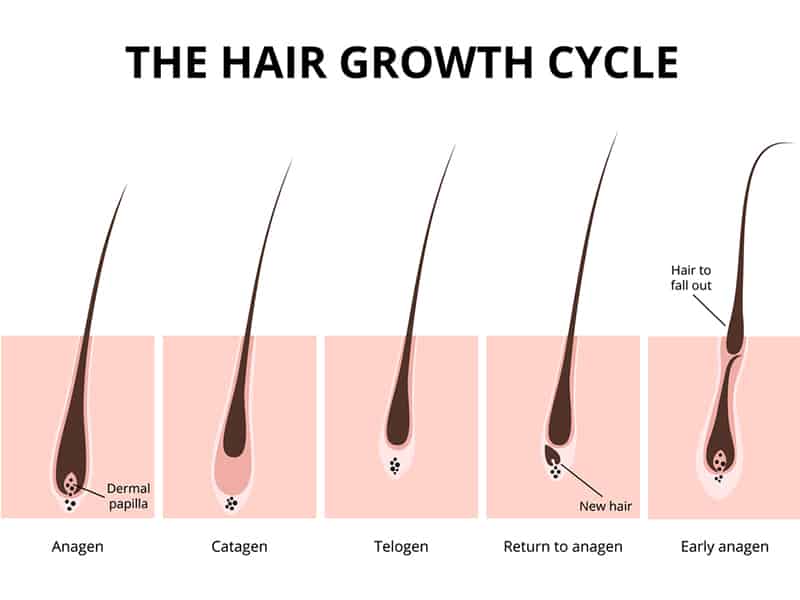 Essential Things the Media Hasn't Told You About Hair Cuticle Damage ...